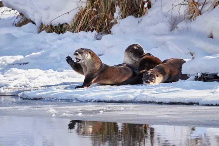 Private Yellowstone Wildlife & Photo Safari — Custom Full-Day Photo Tours from Mammoth photo 6