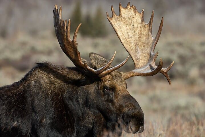 Private Yellowstone Wildlife & Photo Safari — Custom Full-Day Photo Tours from Mammoth photo 2