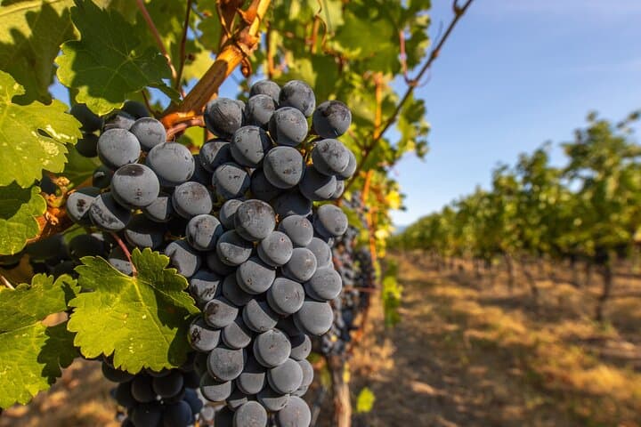 Cowichan Valley Wine Circuit: Full-Day Guided Tour from Victoria photo 4