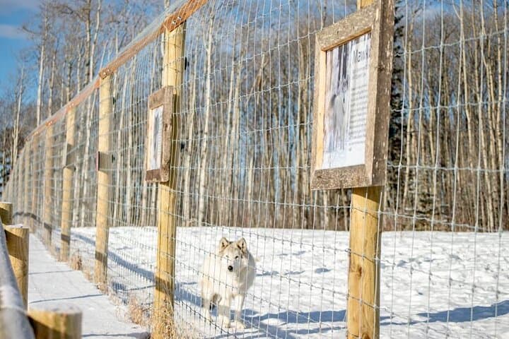Yamnuska Wolfdog Sanctuary Walk: Meet Rescued Wolfdogs Near Cochrane photo 3