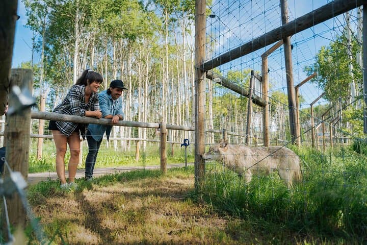 Yamnuska Wolfdog Sanctuary Walk: Meet Rescued Wolfdogs Near Cochrane photo 4