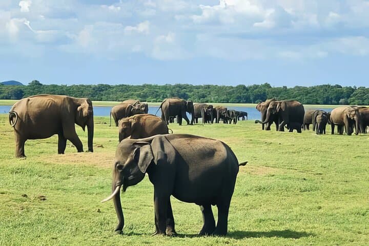 Udawalawe Elephant Safari & Elephant Transit Home — Full-Day Wildlife Tour from Hambantota