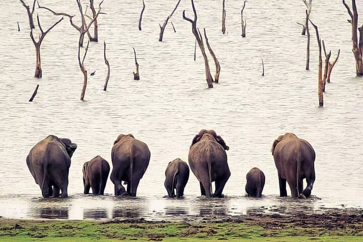 Udawalawe Elephant Safari & Elephant Transit Home — Full-Day Wildlife Tour from Hambantota photo 2
