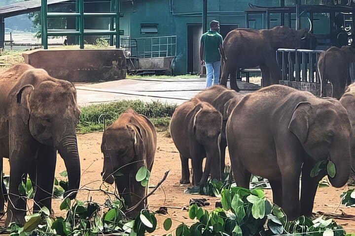 Udawalawe Elephant Safari & Elephant Transit Home — Full-Day Wildlife Tour from Hambantota photo 3