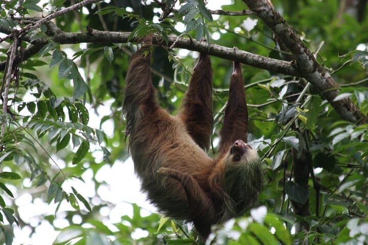 Sloth Encounter & Rainforest Experience — Waterfall, Coffee & Tenorio Rainforest Day Trip