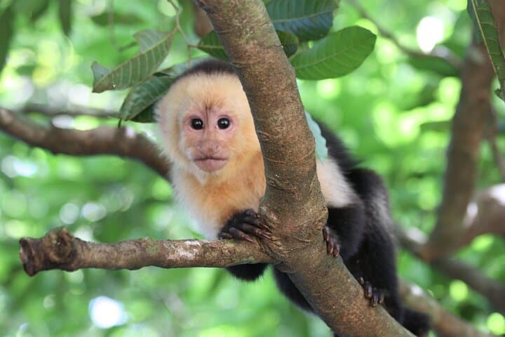 Sloth Encounter & Rainforest Experience — Waterfall, Coffee & Tenorio Rainforest Day Trip photo 3