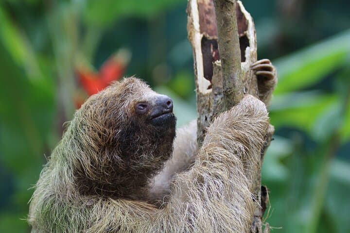 Sloth Encounter & Rainforest Experience — Waterfall, Coffee & Tenorio Rainforest Day Trip photo 5