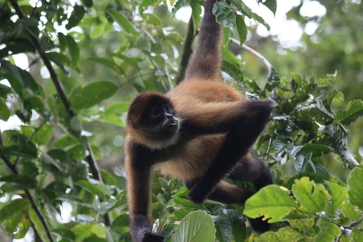 Sloth Encounter & Rainforest Experience — Waterfall, Coffee & Tenorio Rainforest Day Trip photo 6