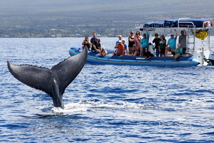 Kihei Whale Watch: 1.5-Hour Hydrophone Cruise for Humpback Encounters photo 6