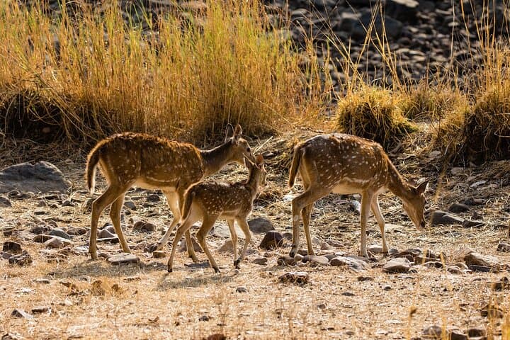 Ranthambore Tiger Safari: Private Day Trip from Jaipur photo 3