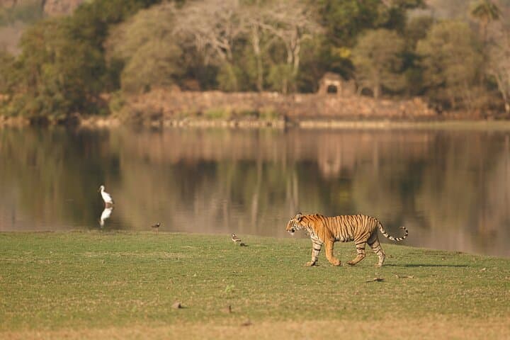 Ranthambore Tiger Safari: Private Day Trip from Jaipur photo 4