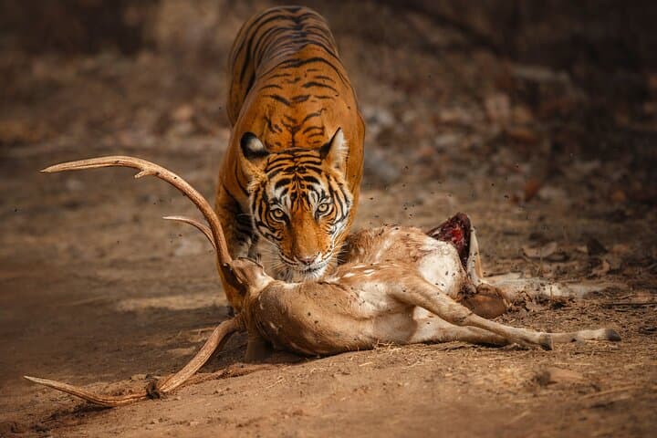 Ranthambore Tiger Safari: Private Day Trip from Jaipur