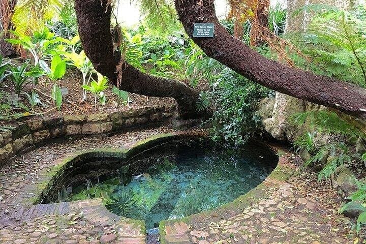 Private Constantia Winelands & Kirstenbosch Luxury Day Tour — Cape Town's Garden and Wine Route photo 3