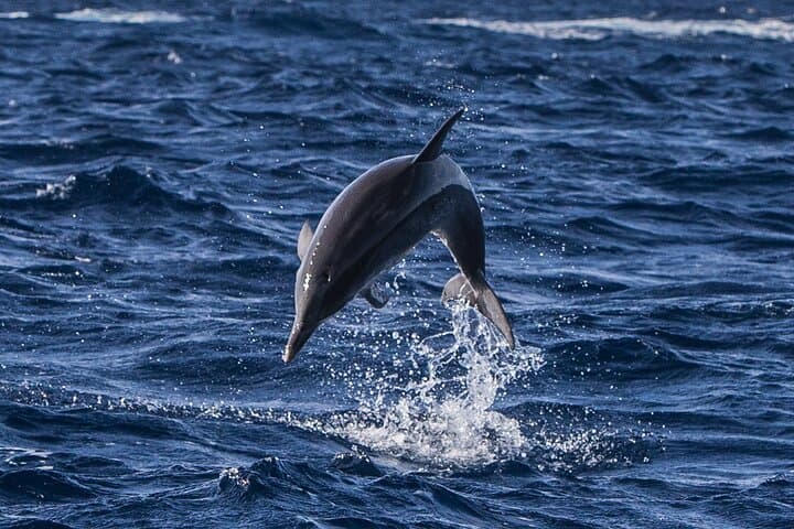 Terceira Whale and Dolphin Watching: 3-Hour Azores Cetacean Cruise photo 2