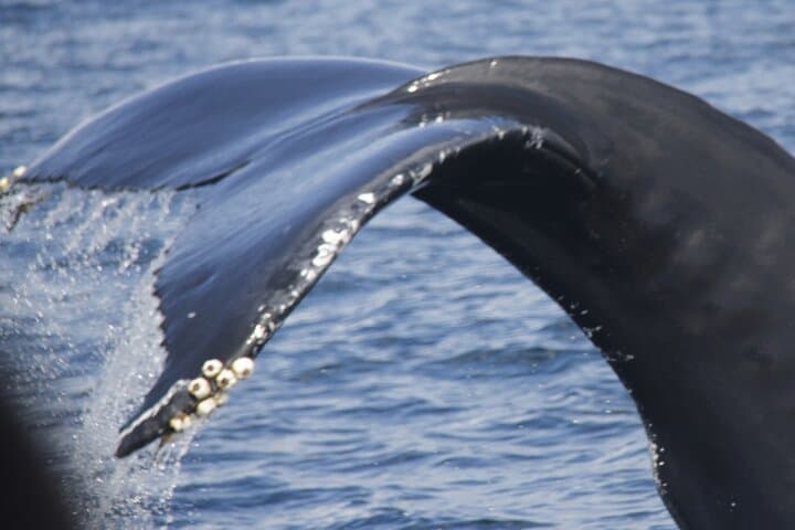 Terceira Whale and Dolphin Watching: 3-Hour Azores Cetacean Cruise