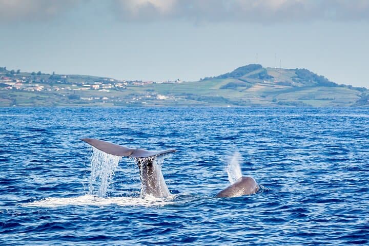 Terceira Whale and Dolphin Watching: 3-Hour Azores Cetacean Cruise photo 4