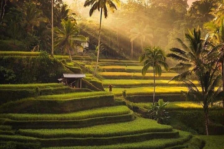 Ubud Highlights Private Tour: Tegalalang, Kanto Lampo & Monkey Forest