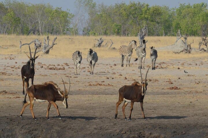 3-Day Hwange Safari from Victoria Falls — Big Five & Moonlight Elephant Tracking photo 4