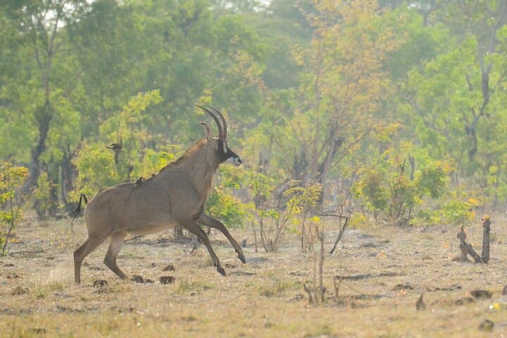 3-Day Hwange Safari from Victoria Falls — Big Five & Moonlight Elephant Tracking photo 5