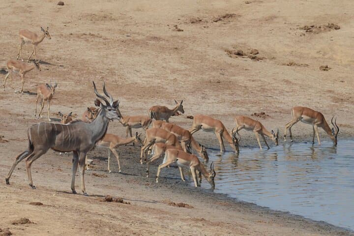 3-Day Hwange Safari from Victoria Falls — Big Five & Moonlight Elephant Tracking photo 6