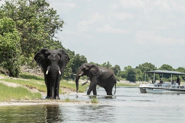 2-Day Chobe National Park Safari from Victoria Falls — Mid-Range Game Drives & River Cruise photo 4