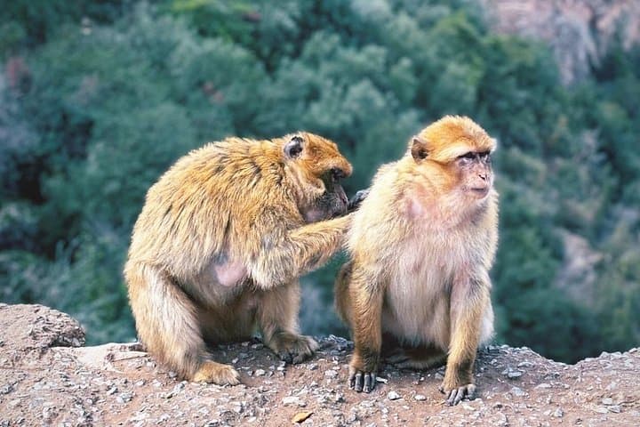 Ouzoud Falls Day Trip from Marrakech: Boat Ride, Waterfalls & Barbary Apes photo 2