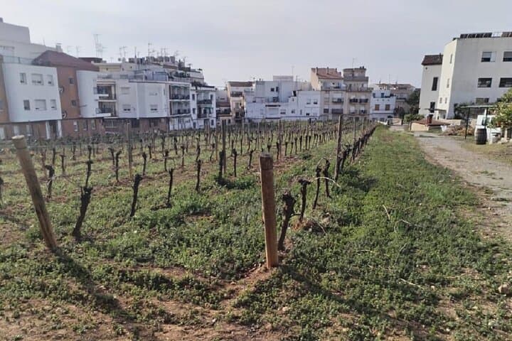 Sitges Sailing, Walking and Urban Winery Tour photo 4