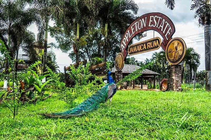 Private Black River & Appleton Rum Tour from Negril — Day Trip Safari and Distillery Visit photo 4