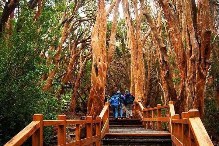 Nahuel Huapi Lake Cruise: Victoria Island & Arrayán Forest Walk from Bariloche photo 5