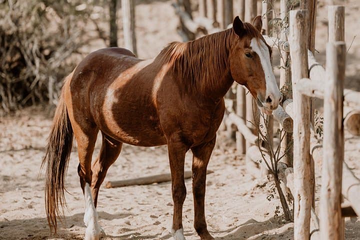 Private Equine-Guided Meditation in Baja California’s Sierra de la Laguna photo 2