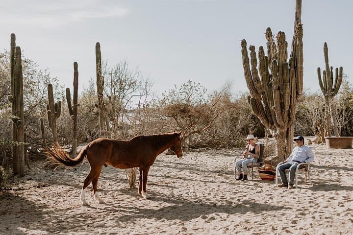 Private Equine-Guided Meditation in Baja California’s Sierra de la Laguna photo 3