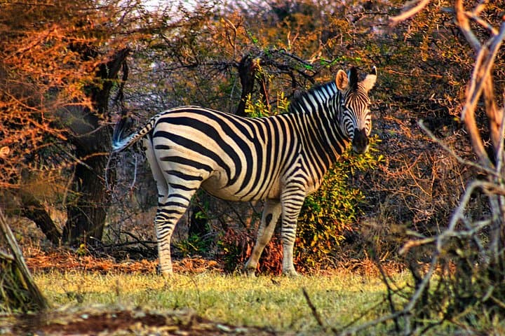 Dry Safari Game Drive in Zambezi National Park — Victoria Falls Morning & Afternoon Safaris photo 3