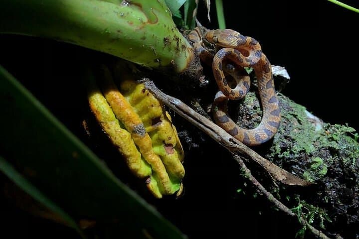Monteverde Night Wildlife Walk: Guided Nocturnal Expedition in a Private Reserve photo 3