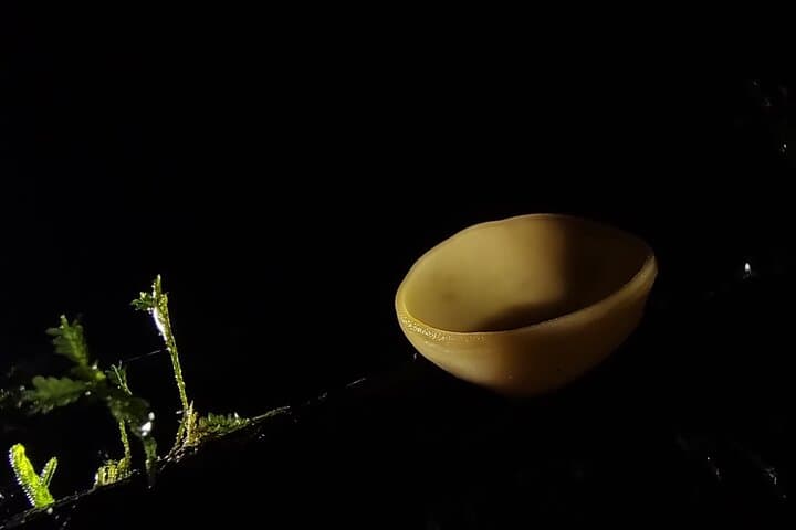 Monteverde Night Wildlife Walk: Guided Nocturnal Expedition in a Private Reserve photo 4