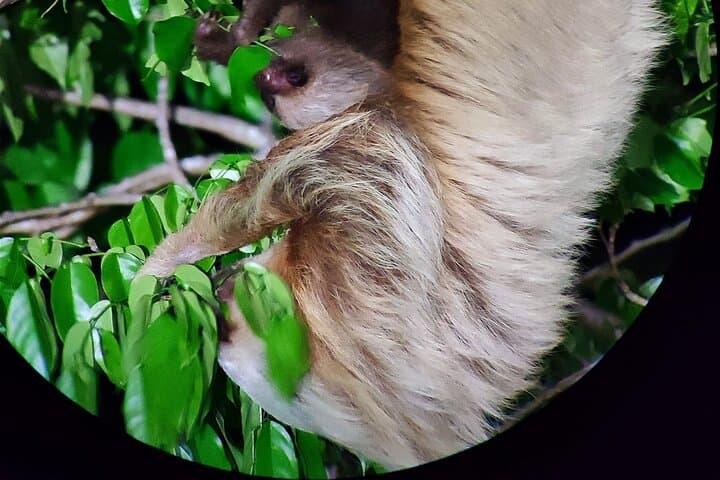 Monteverde Night Wildlife Walk: Guided Nocturnal Expedition in a Private Reserve photo 5