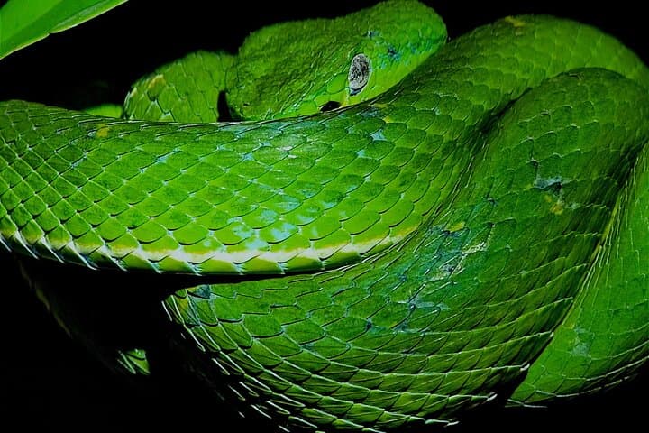 Monteverde Night Wildlife Walk: Guided Nocturnal Expedition in a Private Reserve