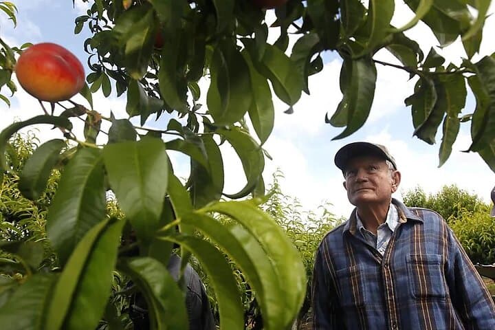 Fruits & Roots of Modesto: Self-Guided Agri-History Audio Tour photo 6