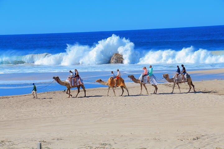 Migriño Camel Ride & UTV Combo — Camel Safari, Dune ATVs & Tequila Tasting in Cabo photo 3