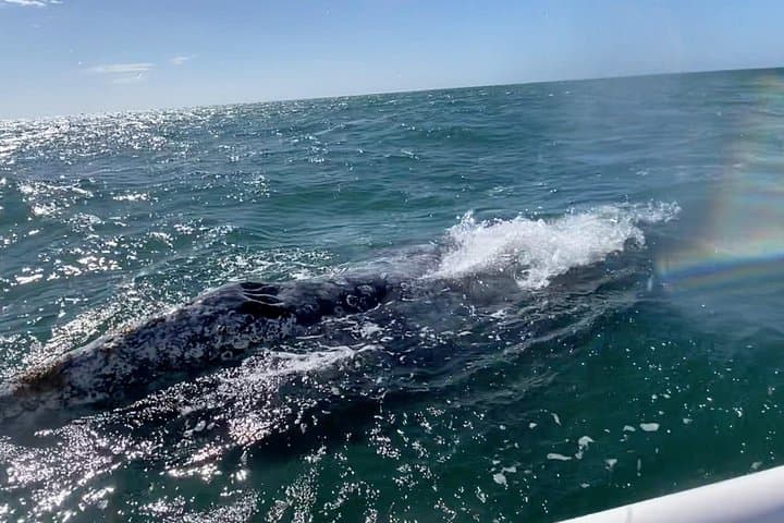Gray Whale Watching Tour in La Paz — Magdalena Bay Day Trip photo 6