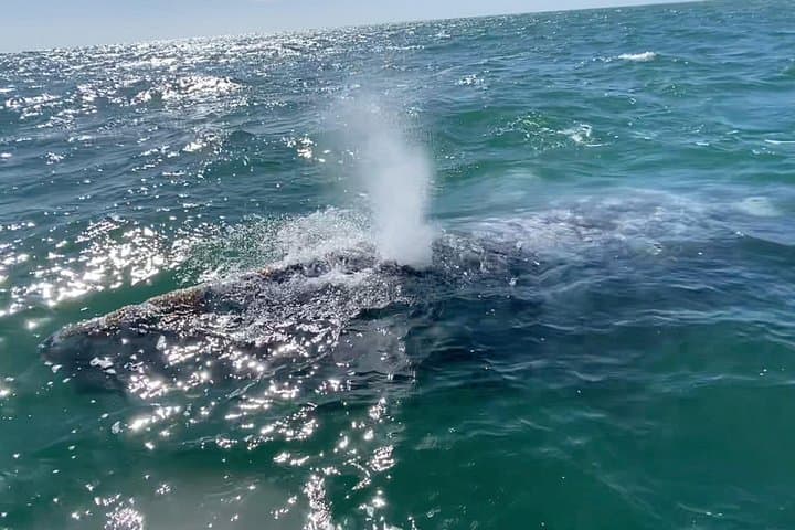 Gray Whale Watching Tour in La Paz — Magdalena Bay Day Trip photo 2