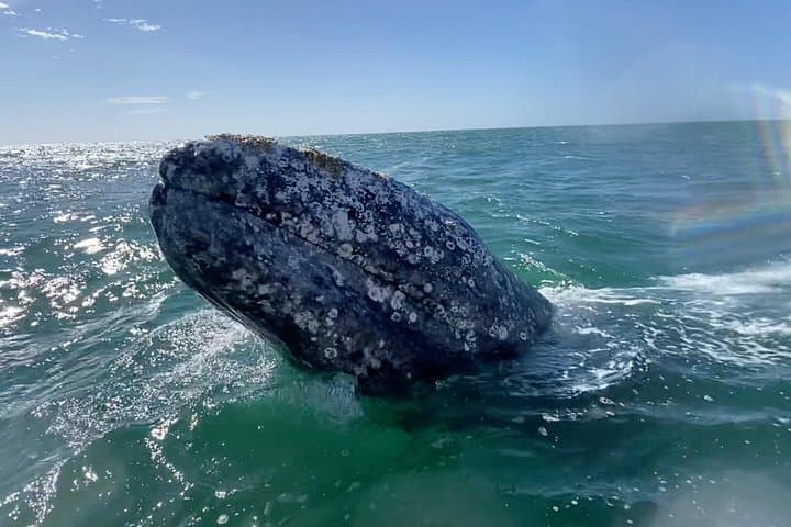 Gray Whale Watching Tour in La Paz — Magdalena Bay Day Trip