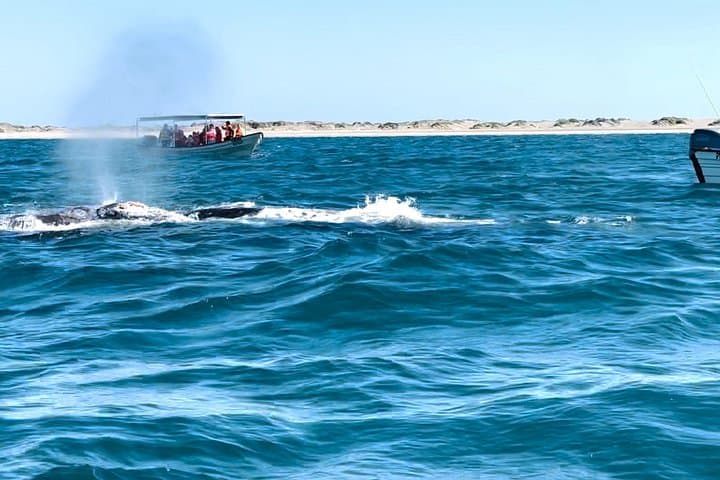 Gray Whale Watching Tour in La Paz — Magdalena Bay Day Trip photo 3
