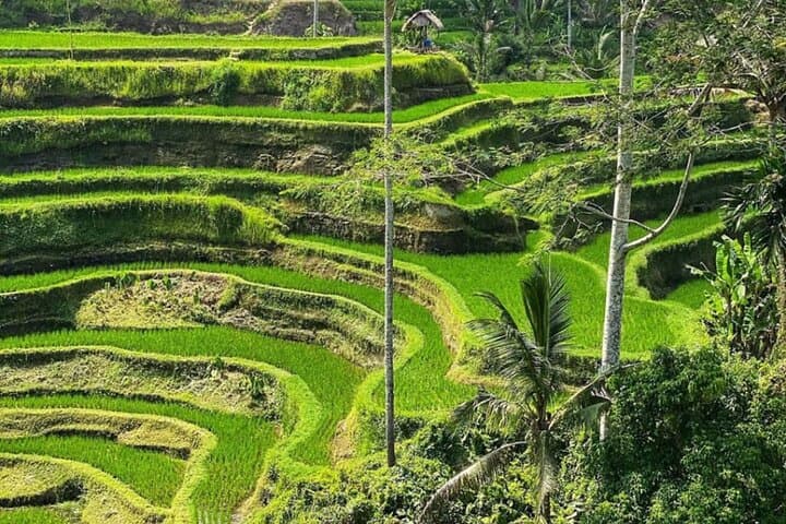 Ubud Bali Swing, Monkey Forest & Waterfall Private Tour — Tegalalang, Kanto Lampo & Tibumana Day Trip photo 6