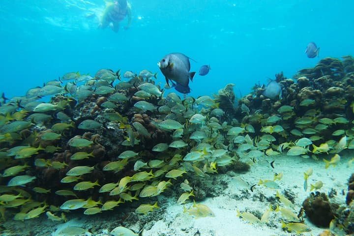 Private Snorkel Tour on the Costa Maya Reef Lagoon — Mahahual Small-Group Snorkeling with Turtles photo 2