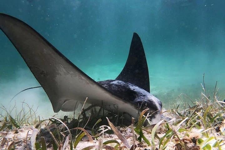 Private Snorkel Tour on the Costa Maya Reef Lagoon — Mahahual Small-Group Snorkeling with Turtles photo 3