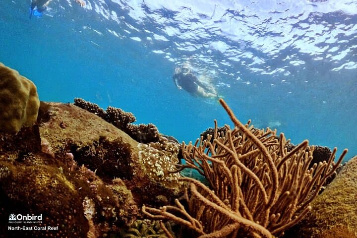 Phu Quoc 4 Islands & 2 Reefs Snorkeling — Small-Group Discovery Tour photo 4