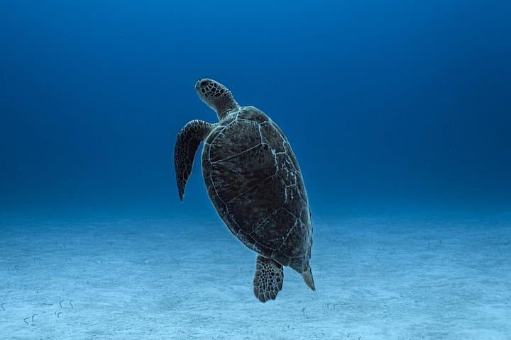 Private Snorkel Tour on the Costa Maya Reef Lagoon — Mahahual Small-Group Snorkeling with Turtles photo 1