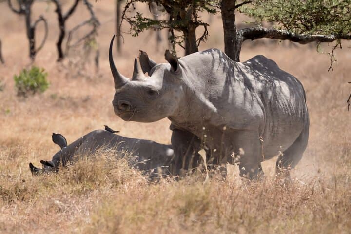 Full-Day Ol Pejeta Conservancy Safari & Chimpanzee Sanctuary: See Rhinos, Chimpanzees, and Mount Kenya Views photo 3
