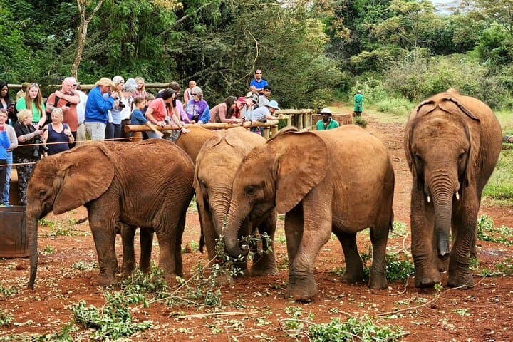 Nairobi Elephant Orphanage & Giraffe Centre Private Tour — Up-Close Wildlife Encounters
