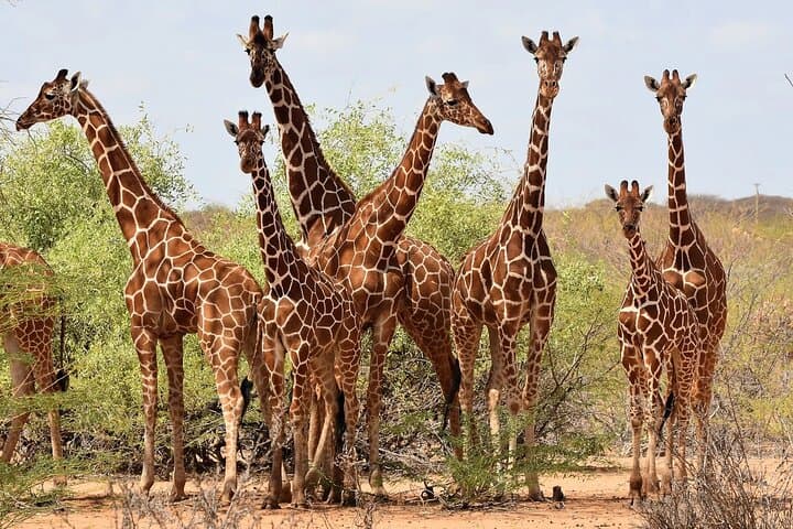 Nairobi Layover: Feed Rothschild Giraffes and Watch a Bomas Cultural Dance Show photo 2